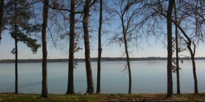 A verdant view of trees around Lake Palestine