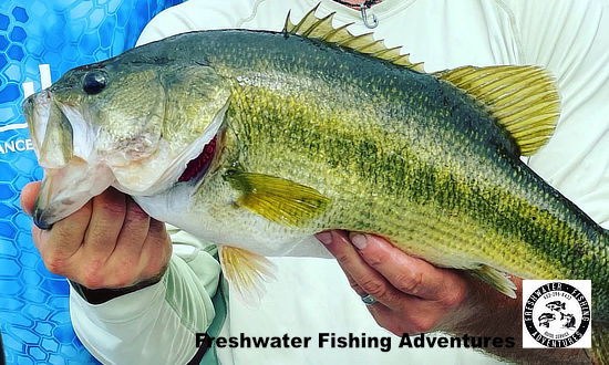 Largemouth Black Bass caught at Lake Palestine in East Texas near Tyler